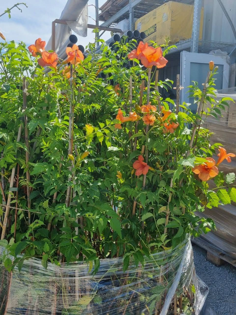 campsis